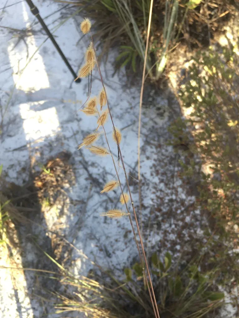 Loudetiopsis Chrysothrix