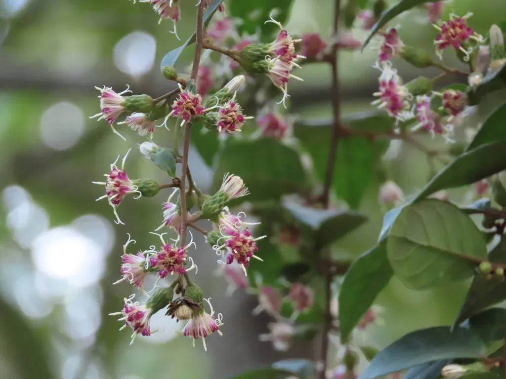 Decaneuropsis Cumingiana
