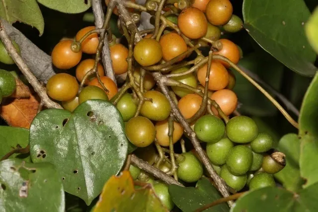 Orange Grape Creeper