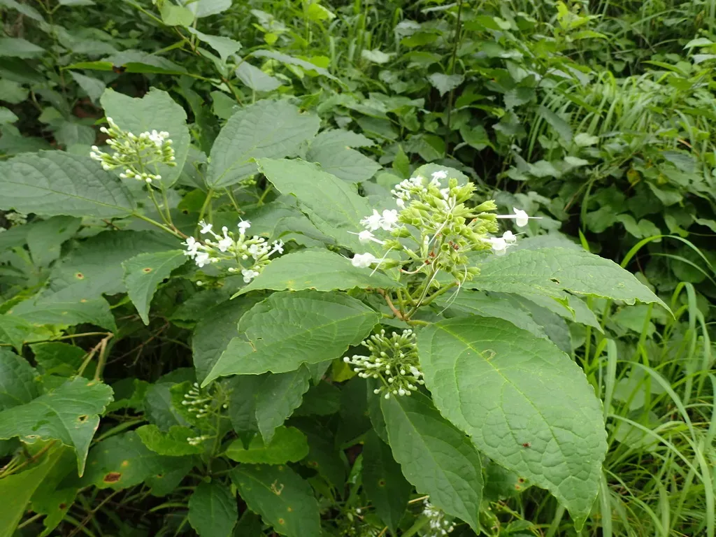 Clerodendrum Tanganyikense