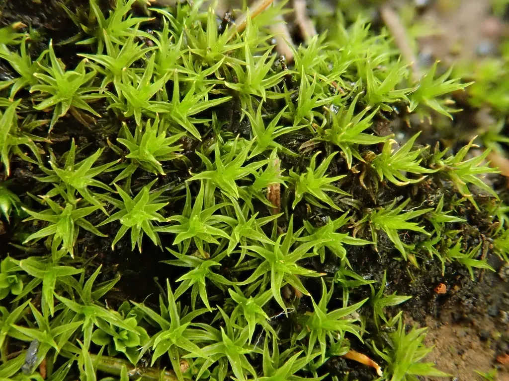 Grimmia Lisae