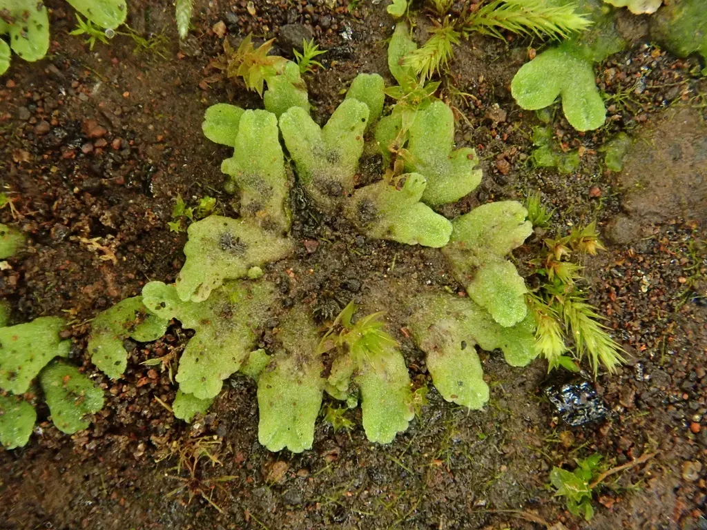 Riccia Crozalsii