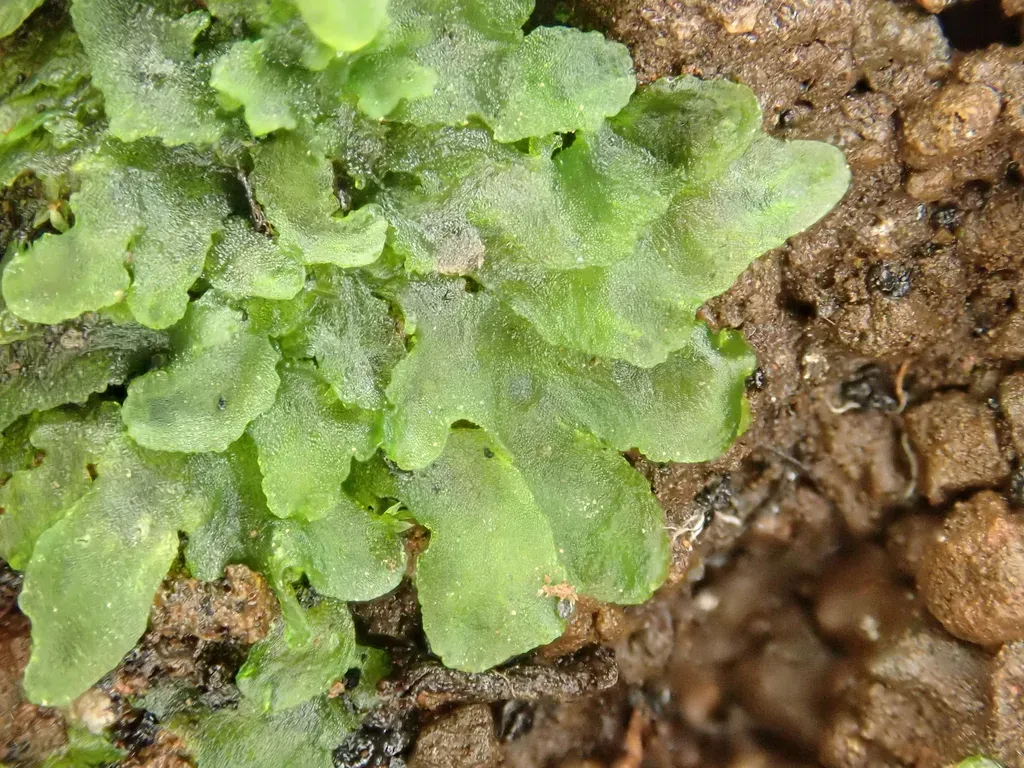 Anthoceros Caucasicus