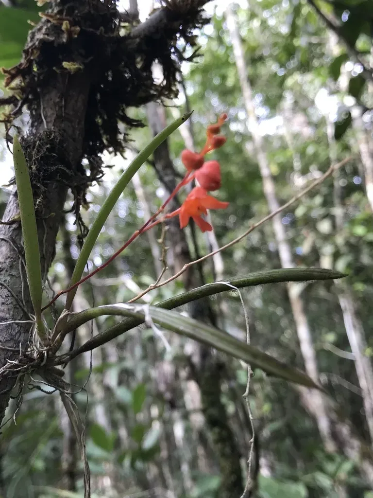 Polyotidium Huebneri