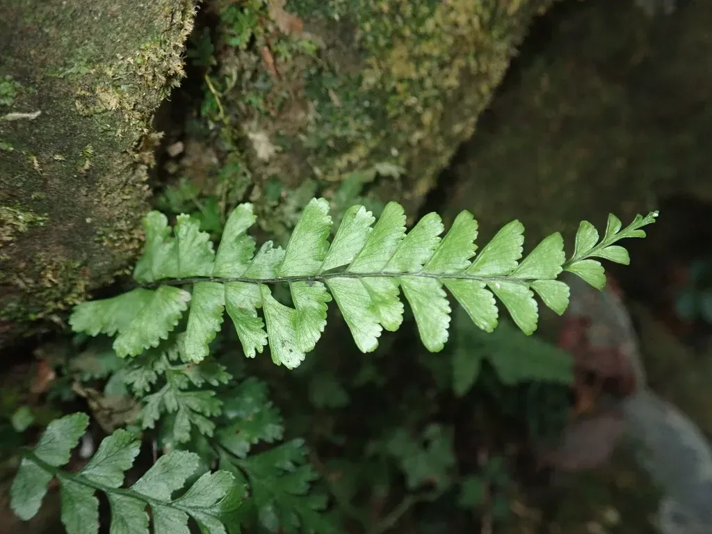 Hymenasplenium Cheilosorum