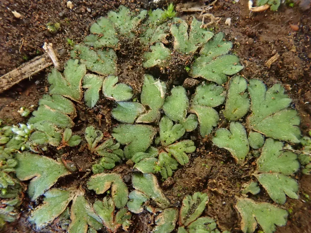 Riccia Trabutiana