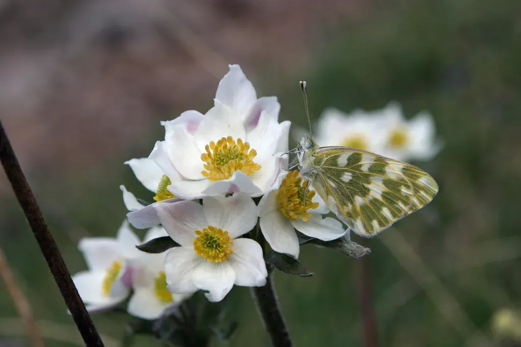 Anemonastrum Protractum