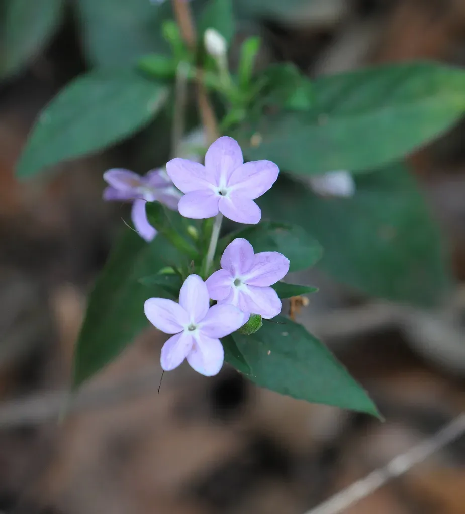 Pseuderanthemum Congestum