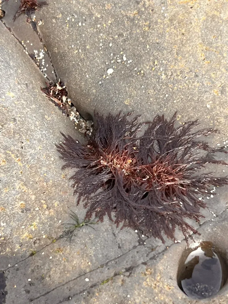 Polysiphonia Paniculata