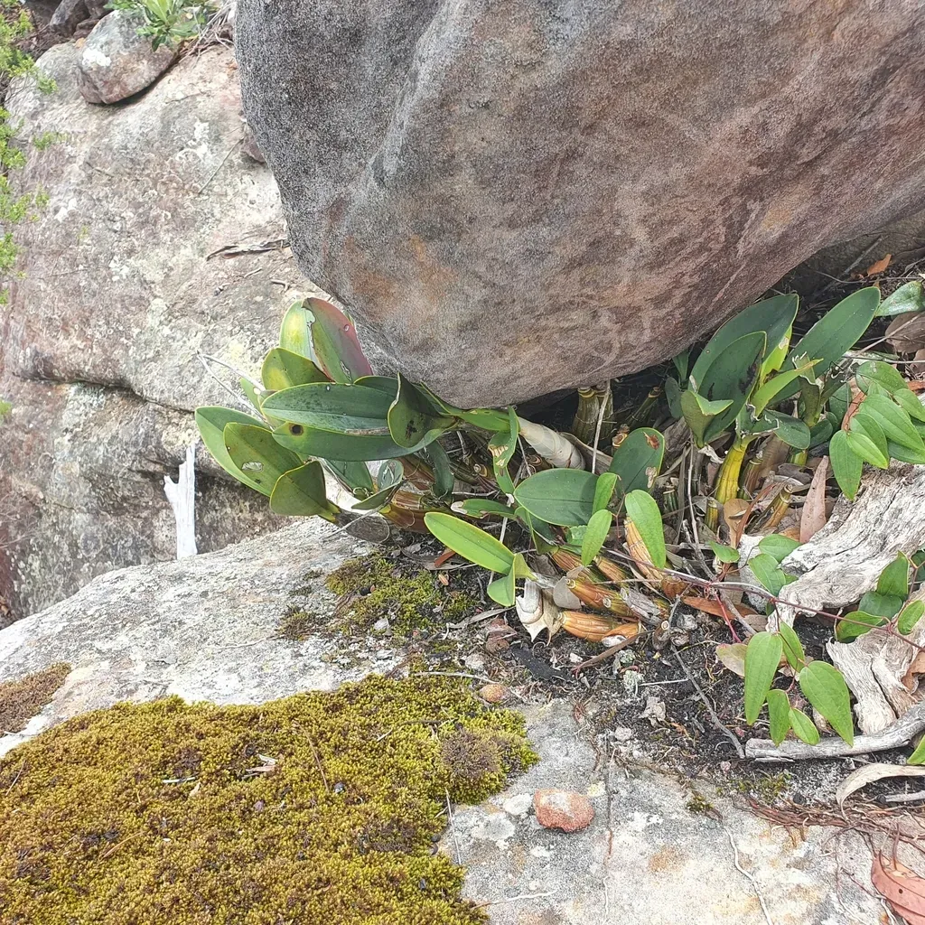 Sydney Rock Orchid