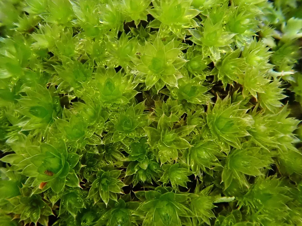 Canary Bryum Moss