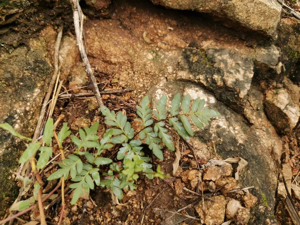 Cheilanthes Involuta