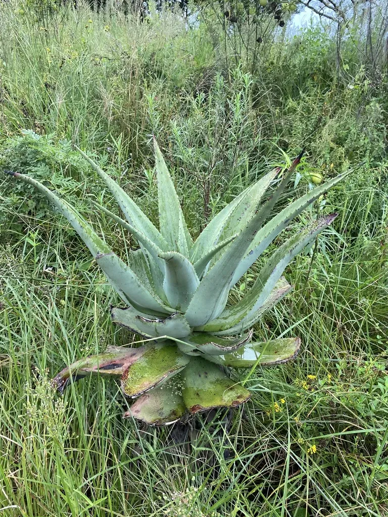 Candelabra Aloe