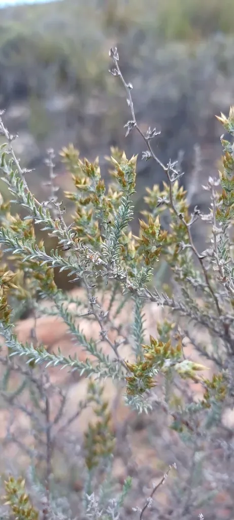 Cluster Renosterbush