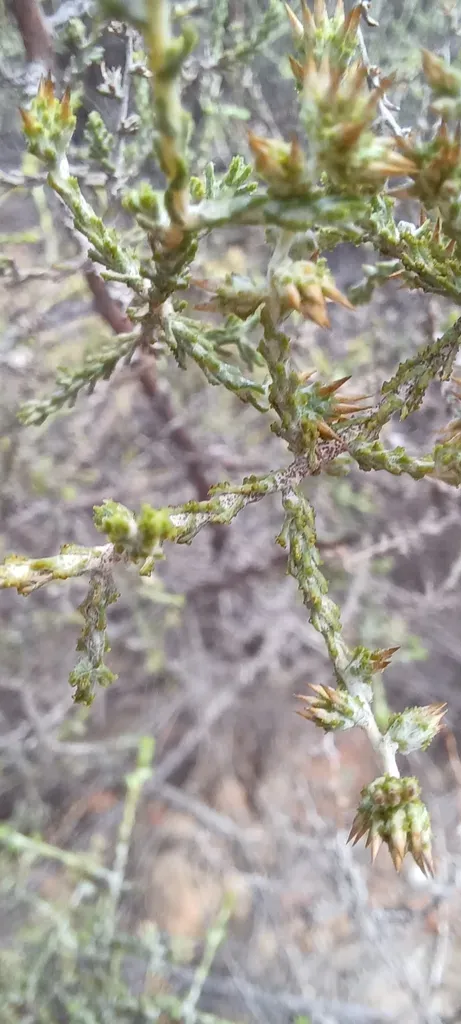 Glandular Renosterbush