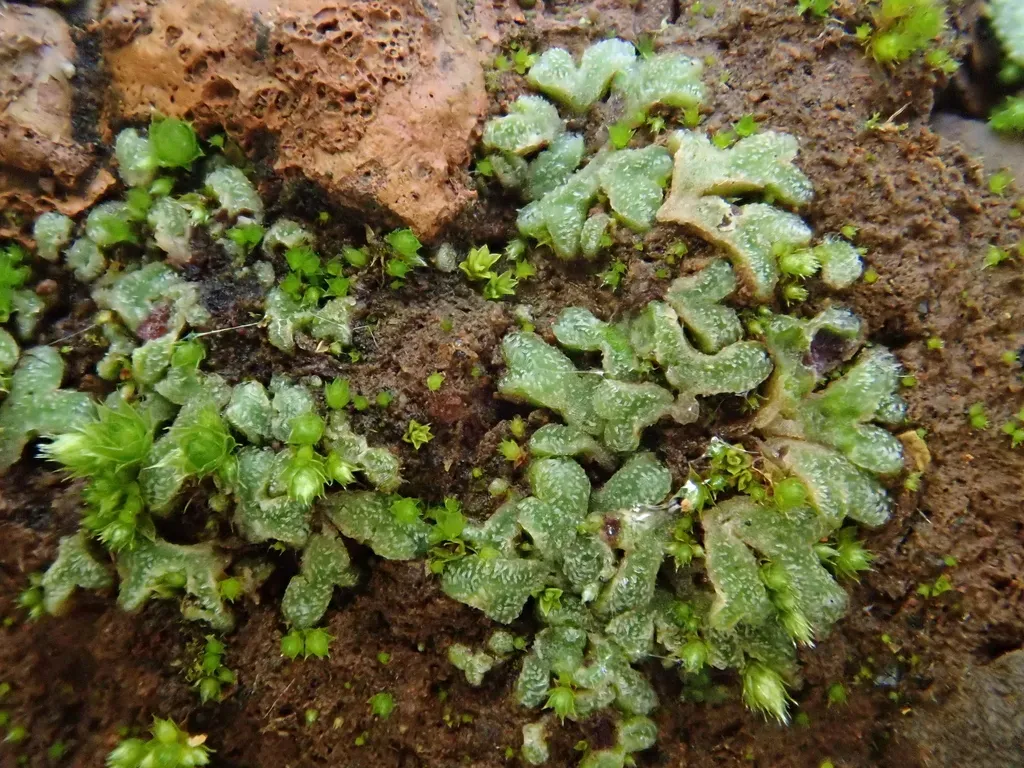 Riccia Papillosa