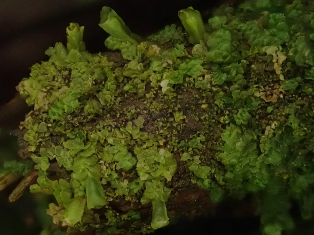 Radula Lindenbergiana