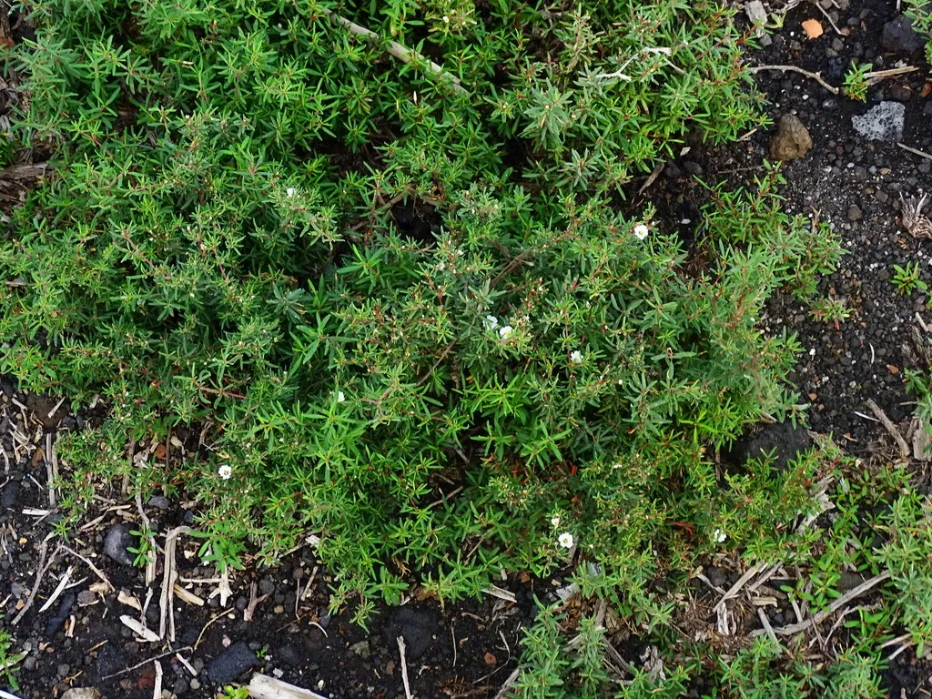 Frankenia Ericifolia