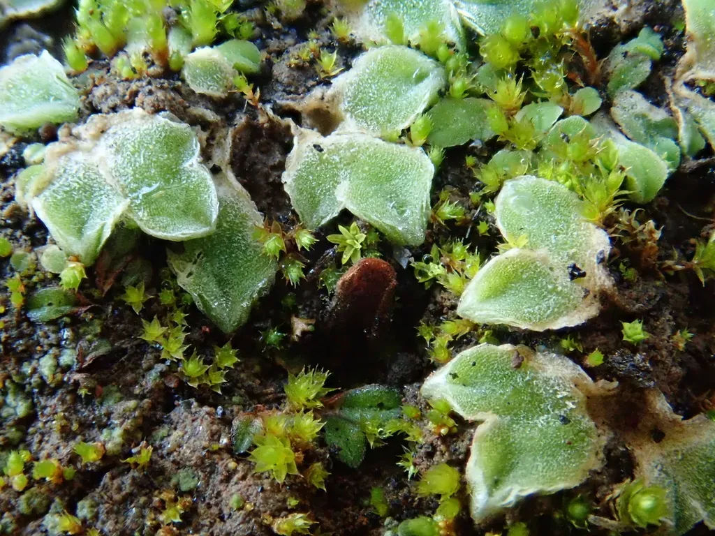 Riccia Boumanii