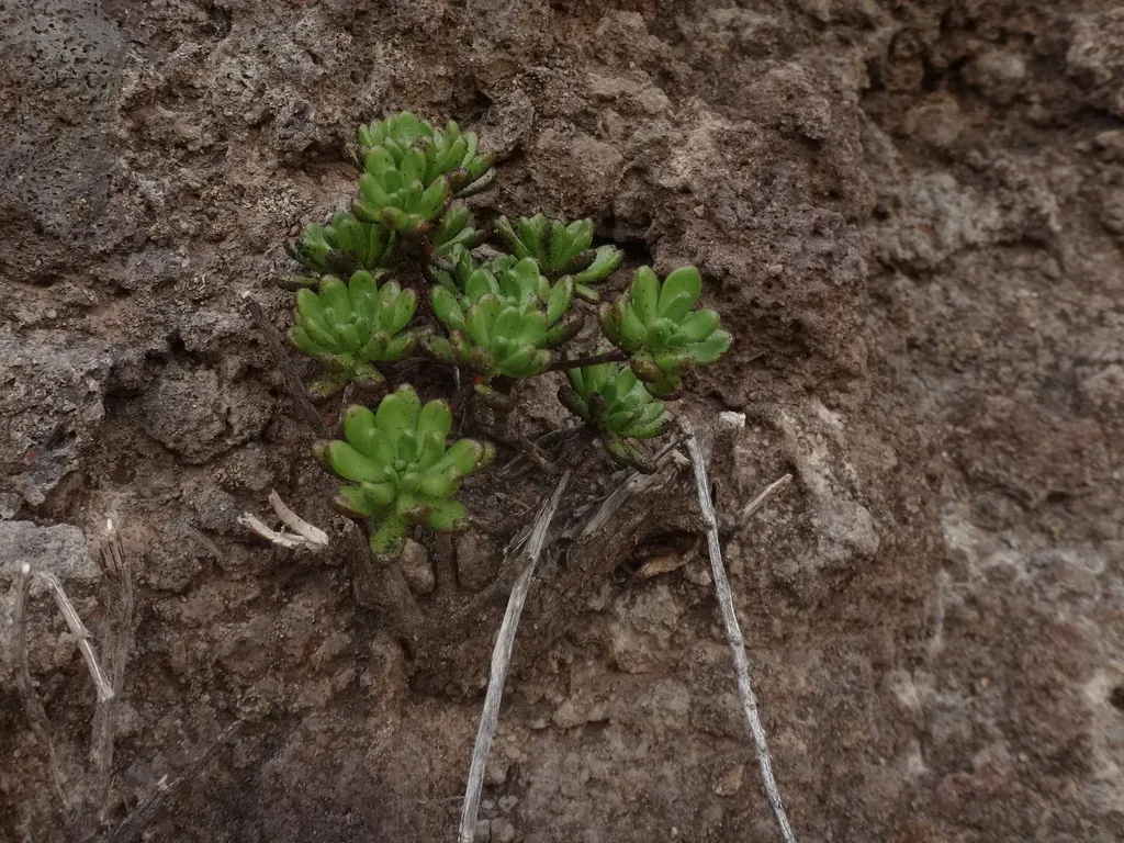 Aeonium Sedifolium