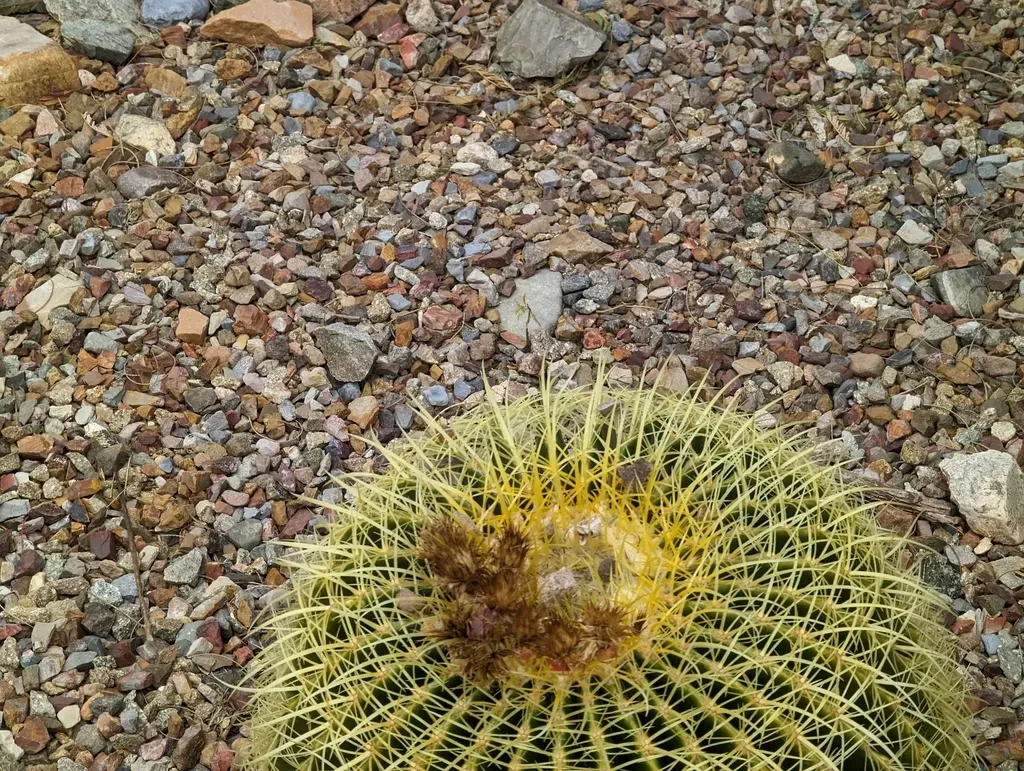 Golden Barrel Cactus