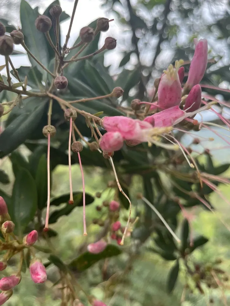 Bejaria Mathewsii