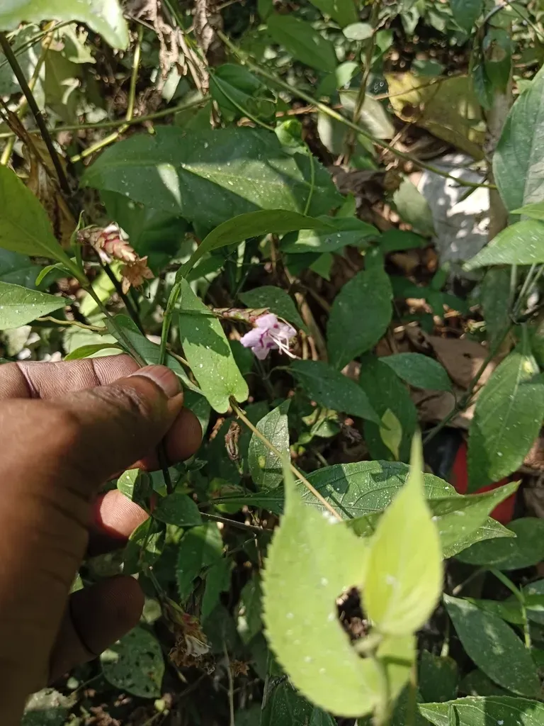 Strobilanthes Ciliata