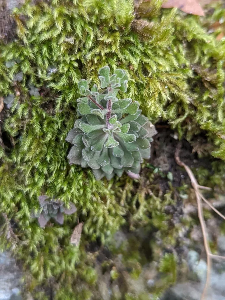 Sedum Stellariifolium