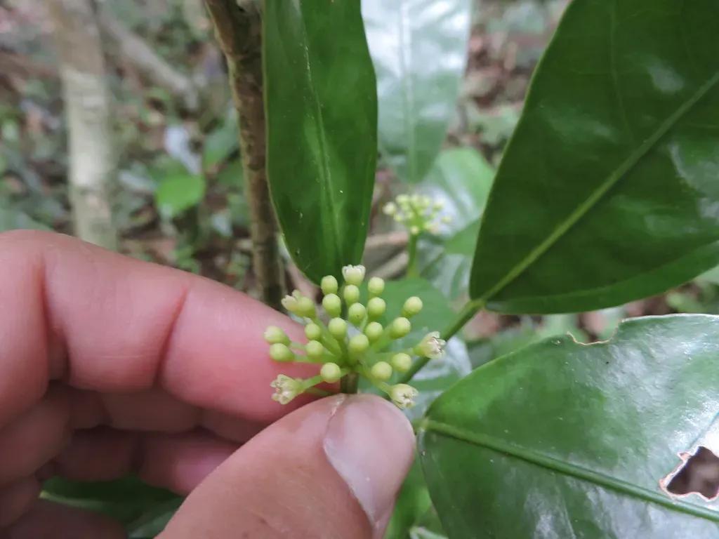Dendropanax Australis