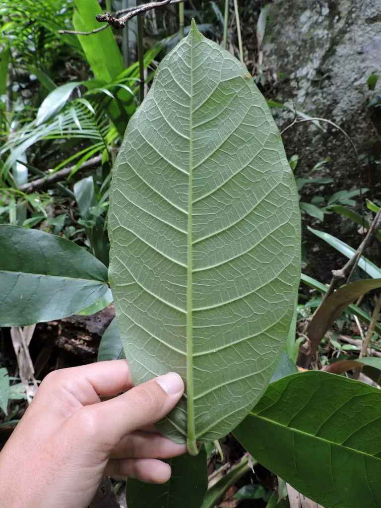 Ficus Gomelleira
