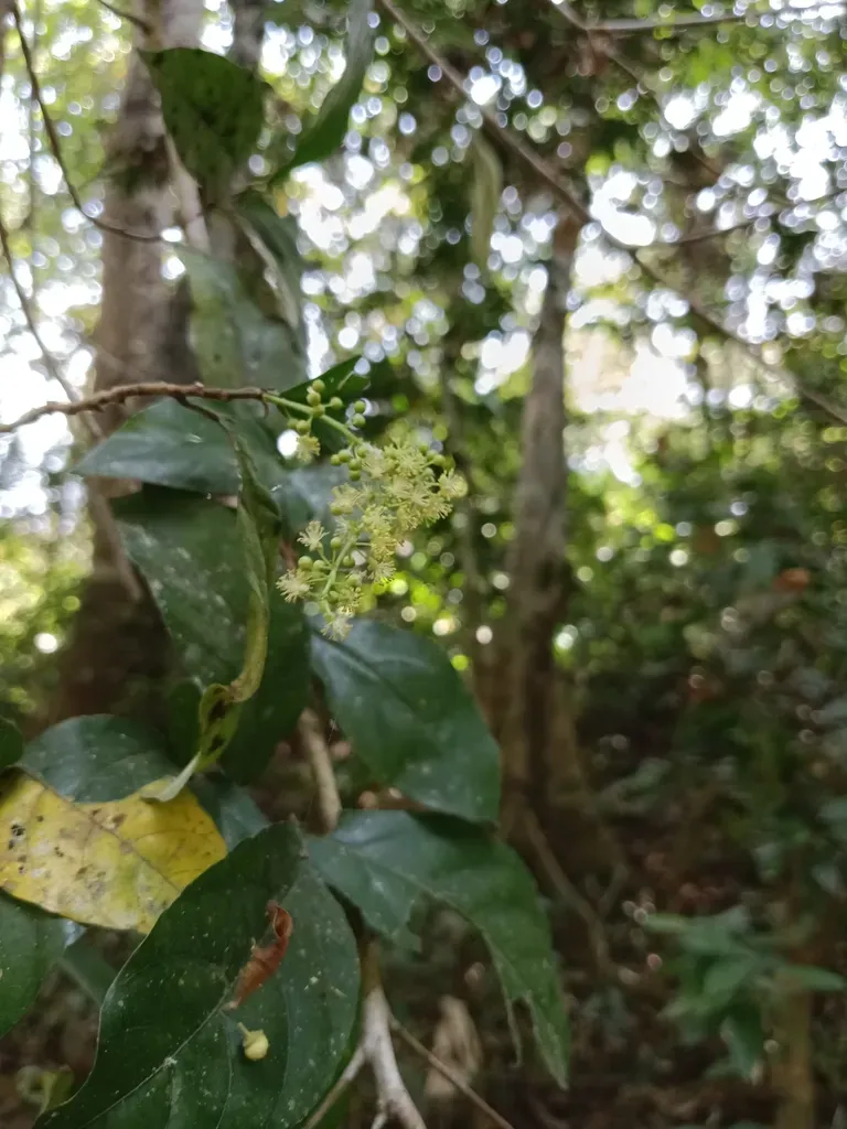 Mallotus Atrovirens