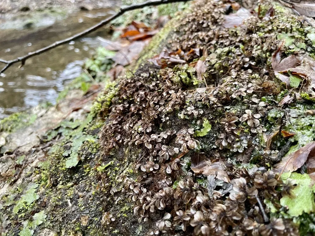 Rhizomnium Tuomikoskii