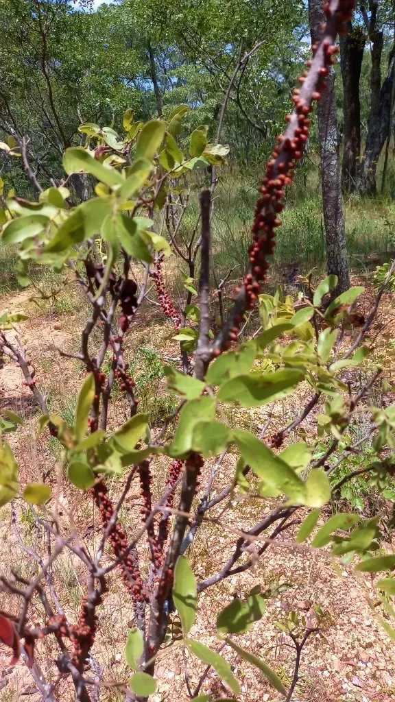 Pilostyles Aethiopica