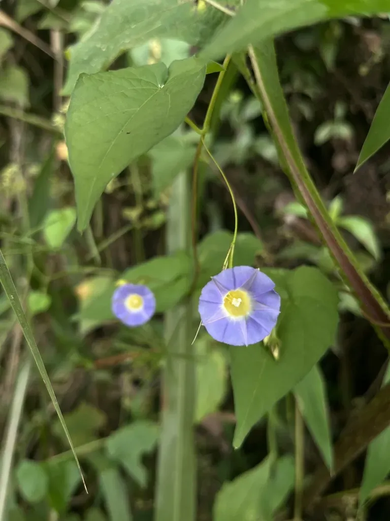Ipomoea Aristolochiifolia