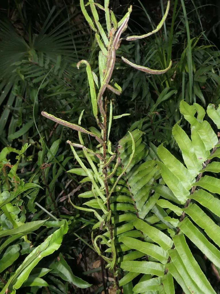 Blechnum Camfieldii
