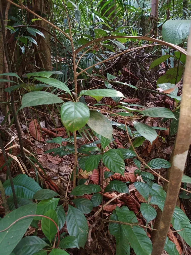 Baccaurea Parviflora