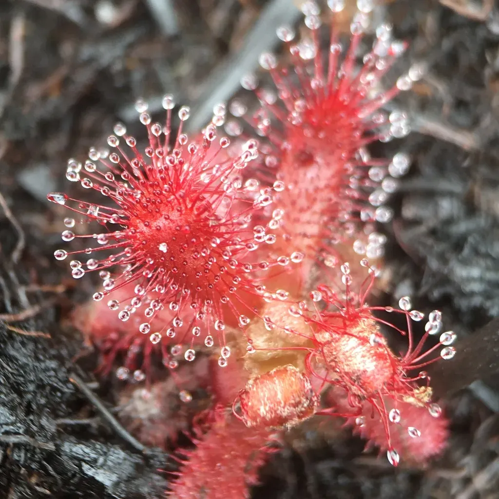 Drosera Graomogolensis