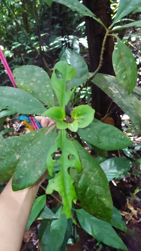 Carapichea Galbaoensis