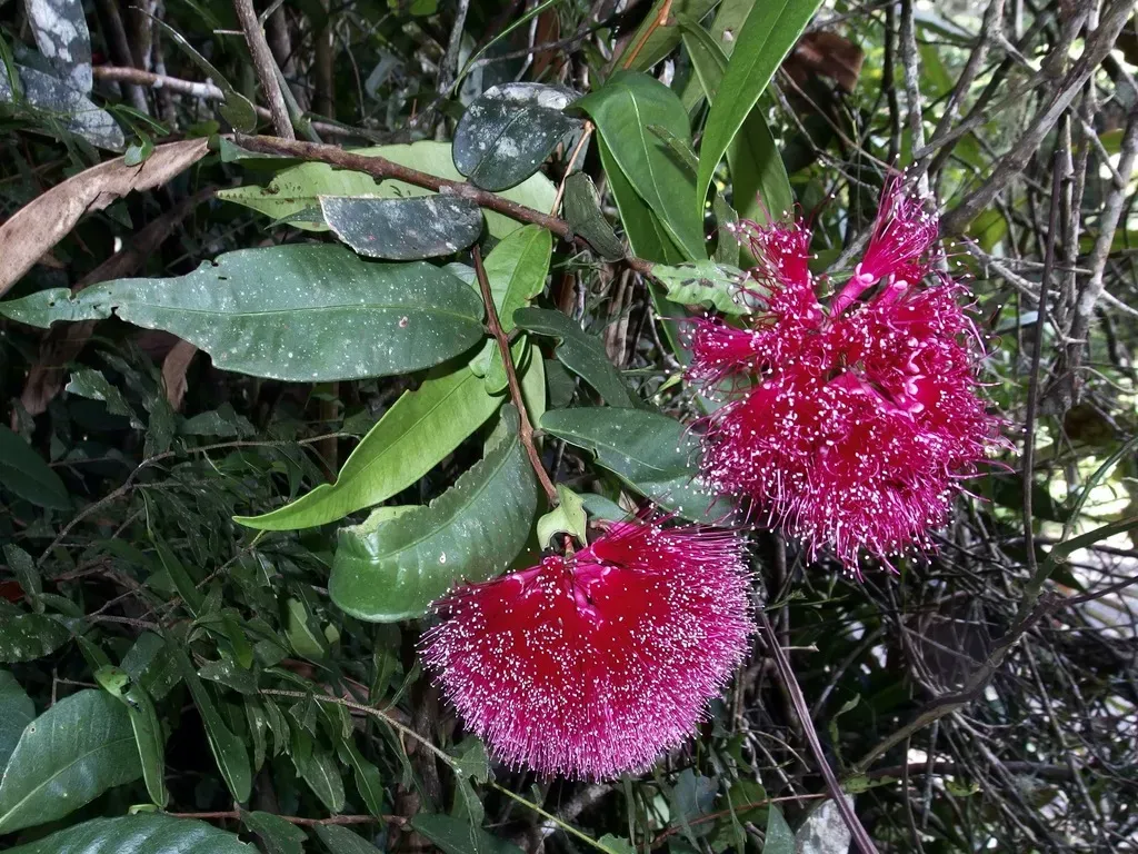 Syzygium Wilsonii