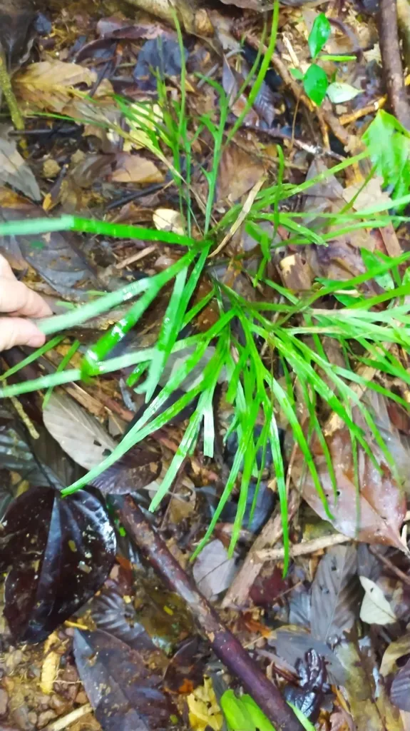 Pleopeltis Desvauxii