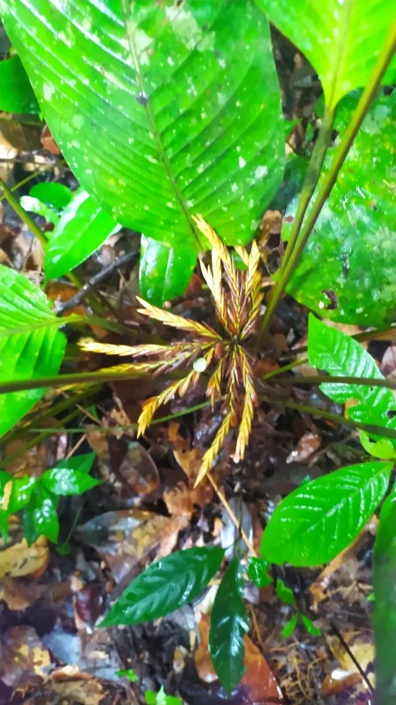 Monotagma Contractum