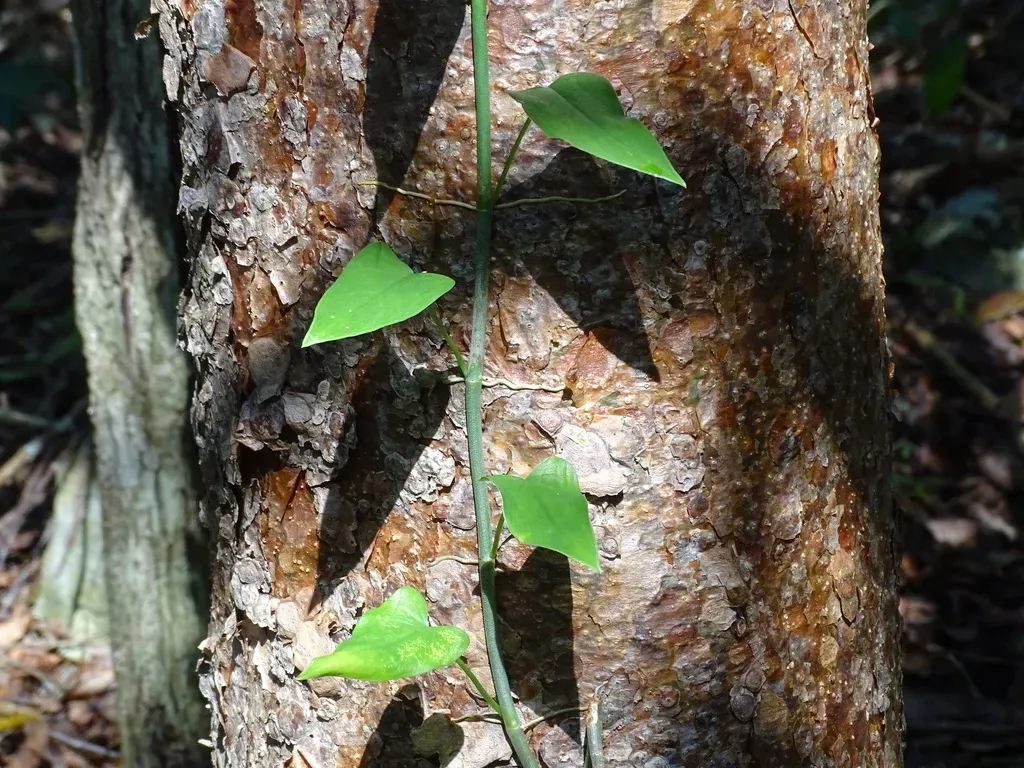 Philodendron Jacquinii