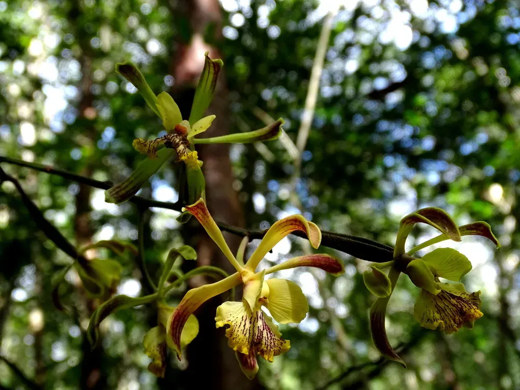 Winged Encyclia