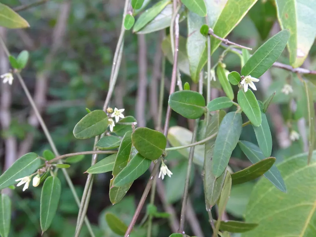 Metastelma Schlechtendalii
