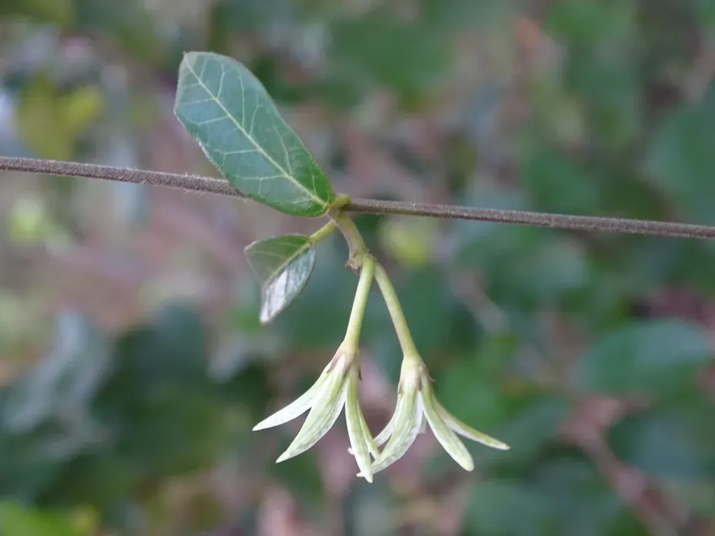 Matelea Belizensis