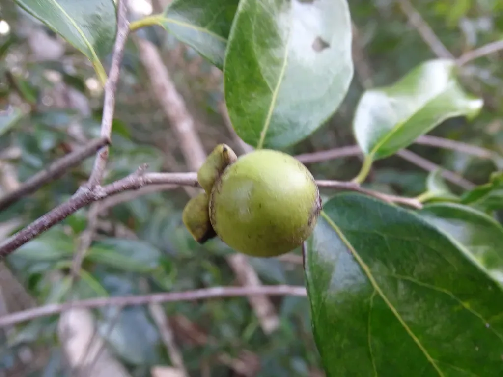 Willow Leaf Persimmon