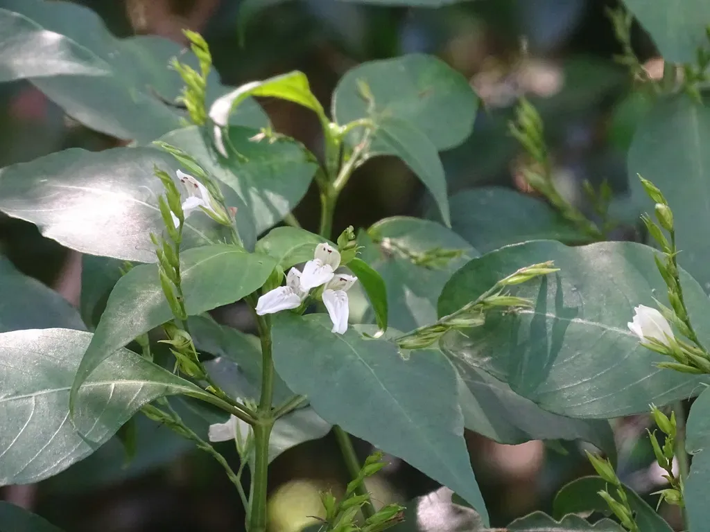 Justicia Campechiana