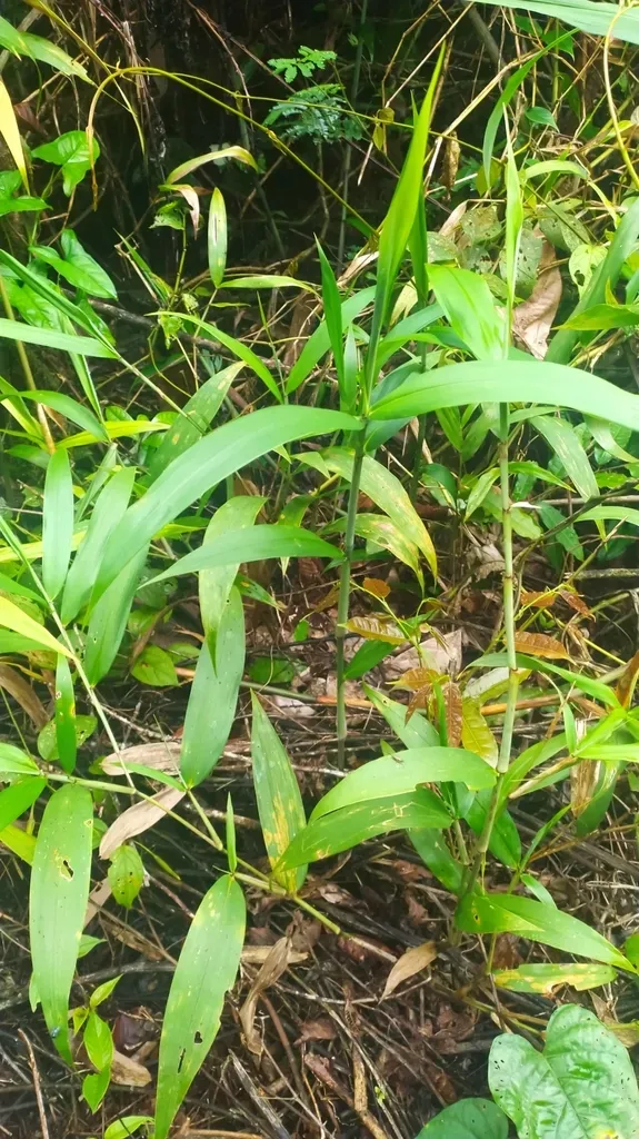 Ichnanthus Breviscrobs