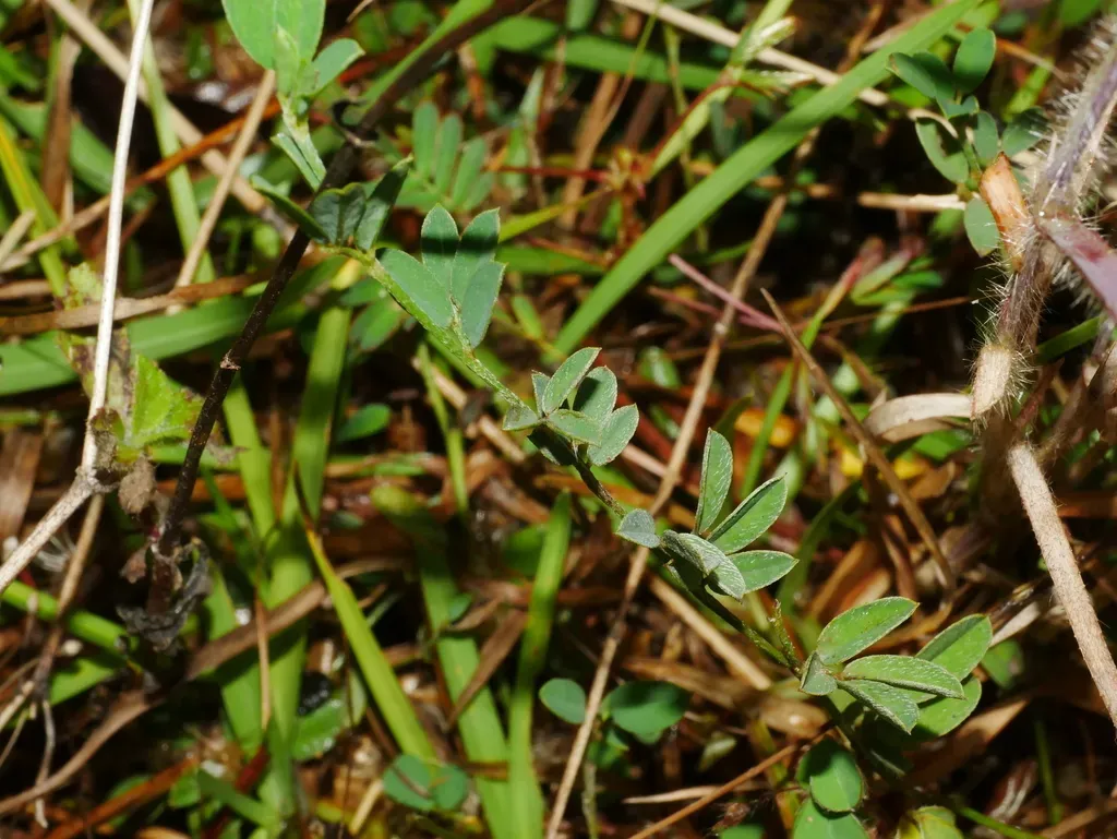 Indigofera Taiwaniana