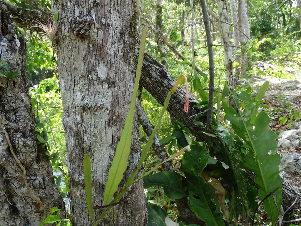 Hooker's Orchid Cactus